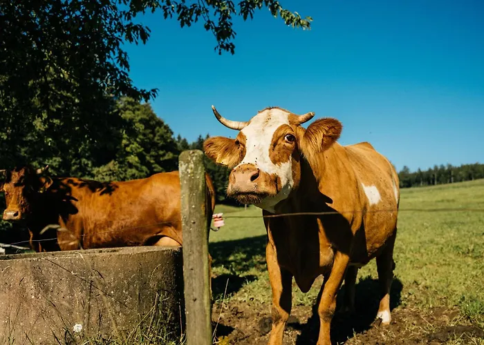 Vakantieboerderij Baschijoergenhof Sankt Peter
