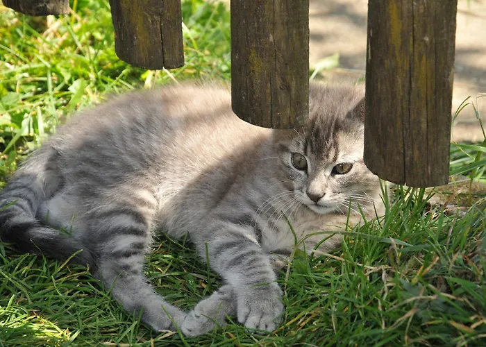 Baschijoergenhof Vakantieboerderij *